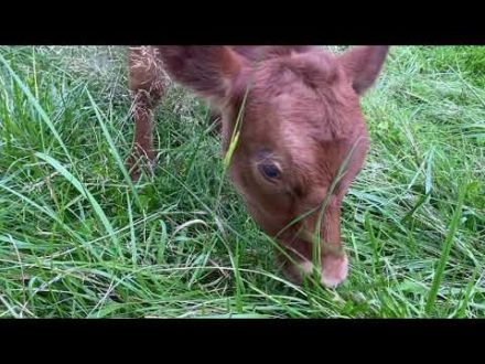 Great video of our cows Coco & Mae eating Grass