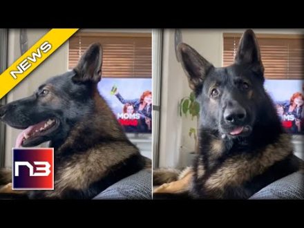 GOOD BOY! Ex-Police Dog STUNS the World with His Sharp Skills