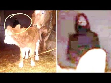 This Man Takes A Photograph Of His Newborn Calf But Notices Something Is Wrong When He Zooms In