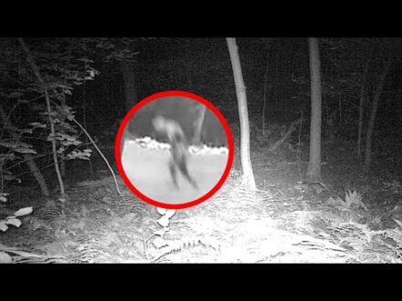 Navy Officer Reveals The US Government Led A Secret Mission To Hunt Down A Monster In This Forest